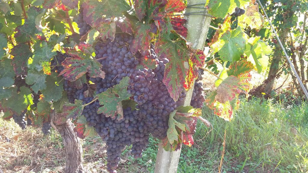 Domaine Du Papillon Acomodação com café da manhã Lesparre-Médoc Exterior foto