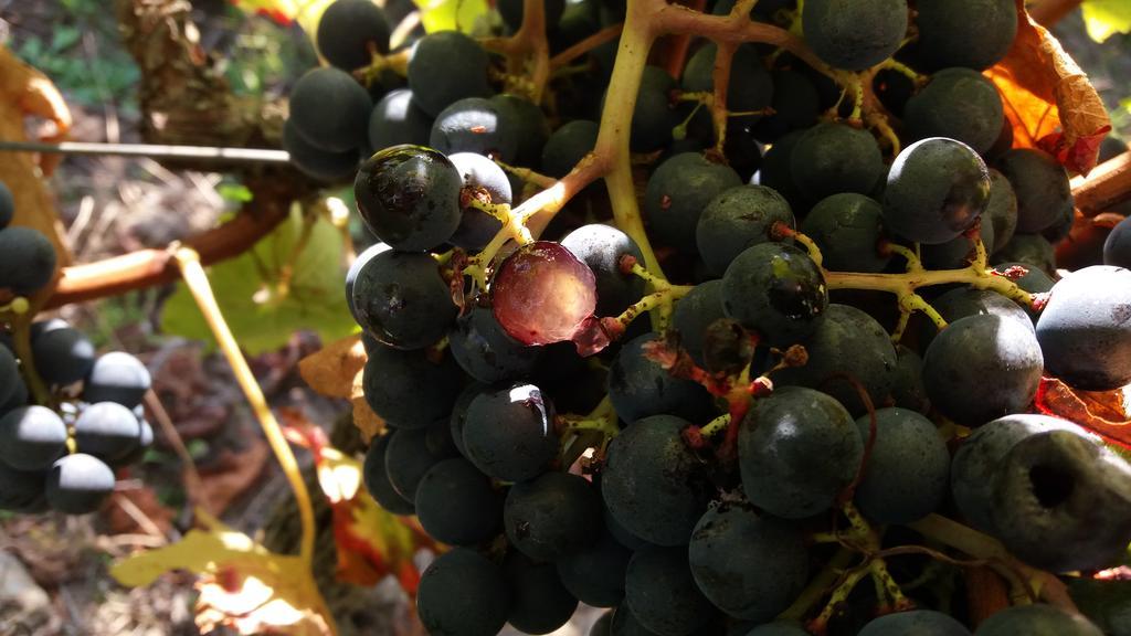 Domaine Du Papillon Acomodação com café da manhã Lesparre-Médoc Exterior foto